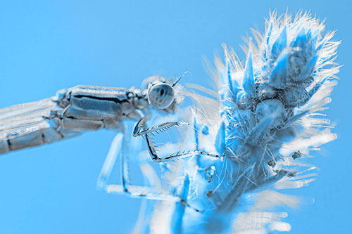Damselfly Perched Among Fuzzy Plant (Blue Tone)