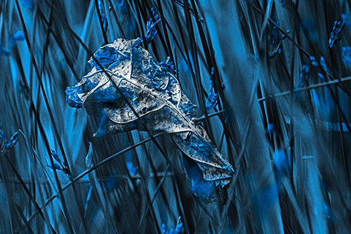 Dead Decayed Leaf Rots Among Reed Grass (Blue Tone Photo)