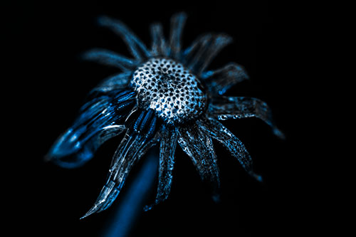 Dead Dewy Rotting Salsify Flower (Blue Tone Photo)