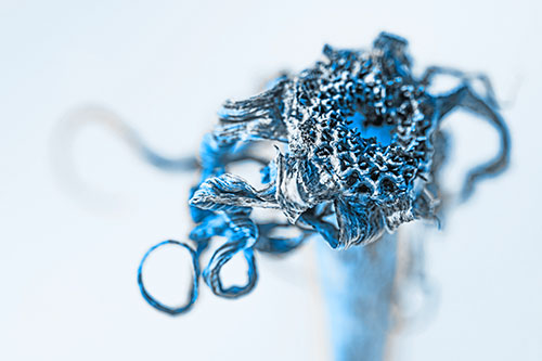Dead Dry Gumplant Shriveling Among Cold (Blue Tone)