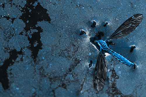 Dead Floating Crane Fly Partly Submerged Among Oily Water (Blue Tone)