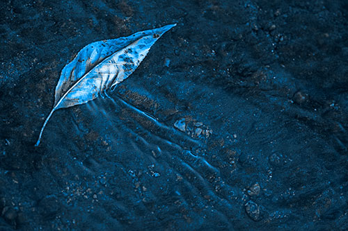Dead Floating Leaf Creates Shallow Water Ripples (Blue Tone Photo)