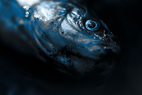 Dead Freshwater Whitefish Washed Ashore (Blue Tone Photo)