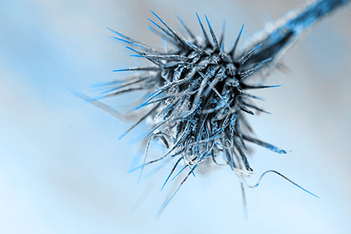 Dead Frigid Spiky Salsify Flower Withering Among Cold (Blue Tone Photo)