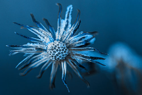 Dead Frozen Ice Covered Aster Flower (Blue Tone Photo)