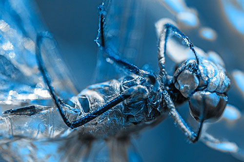 Dead Grotesque Dragonfly Peeling Eye Apart (Blue Tone)