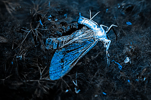 Dead Mayfly Rests Among Shallow Shore (Blue Tone)