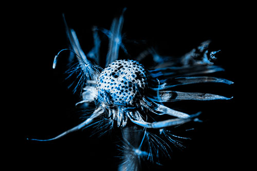 Decaying Seed Toothed Dandelion Creature (Blue Tone)
