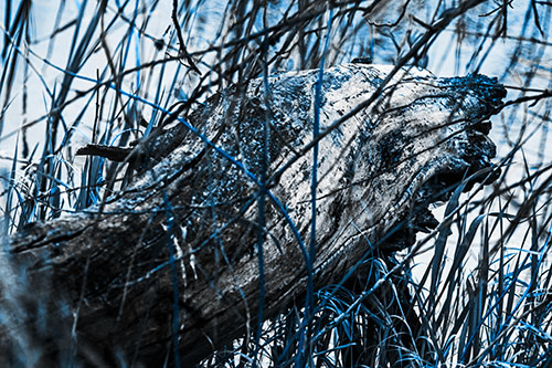 Decaying Serpent Tree Log Creature (Blue Tone Photo)
