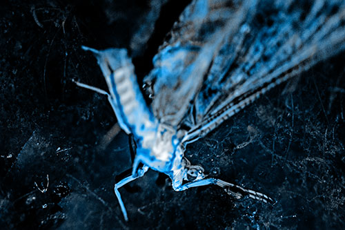 Deceased Mayfly Floating Atop Shallow River Shore (Blue Tone)