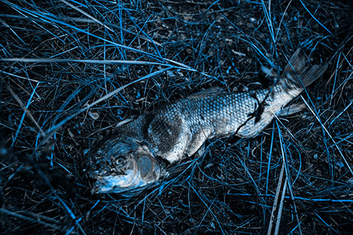 Deceased Salmon Fish Rotting Among Grass (Blue Tone Photo)