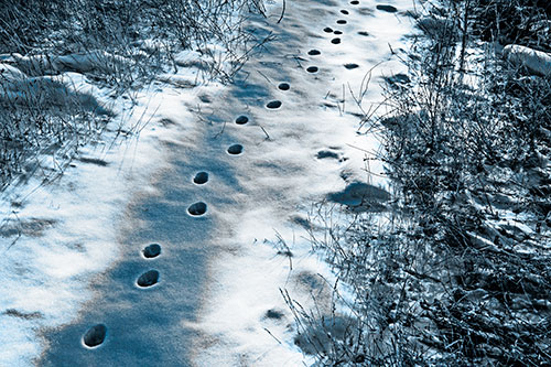 Deep Snow Animal Footprint Markings (Blue Tone)