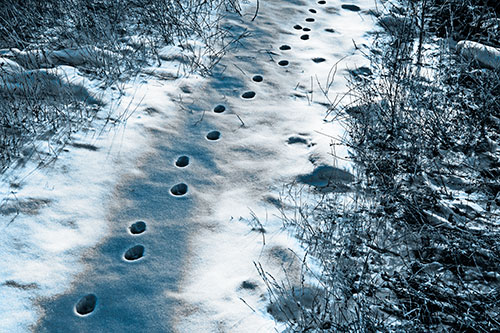 Deep Snow Animal Footprint Markings (Blue Tone Photo)