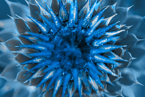 Dew Drops Cover Blooming Thistle Head (Blue Tone Photo)