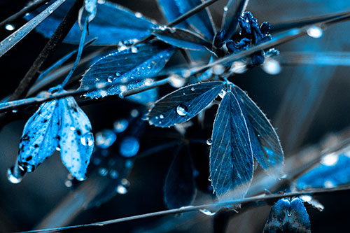 Dew Water Droplets Clutching Onto Leaves (Blue Tone Photo)