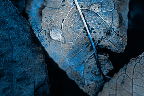 Dewy Eyed Leaf Face Cringing Towards Bug (Blue Tone)