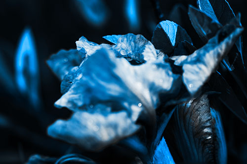 Dewy Iris Flower Creature Face (Blue Tone Photo)