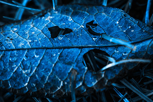 Dewy Pierced Leaf Face Screaming Among Grass Blades (Blue Tone)
