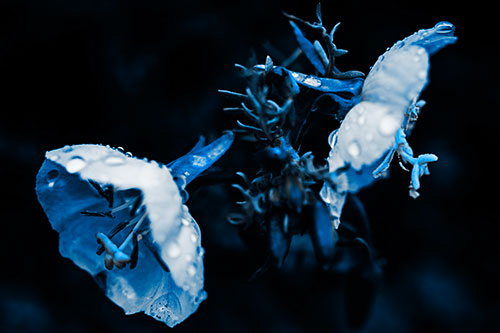 Dewy Primrose Flowers After Rainfall (Blue Tone Photo)