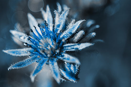 Dewy Spiked Sempervivum Flower (Blue Tone Photo)