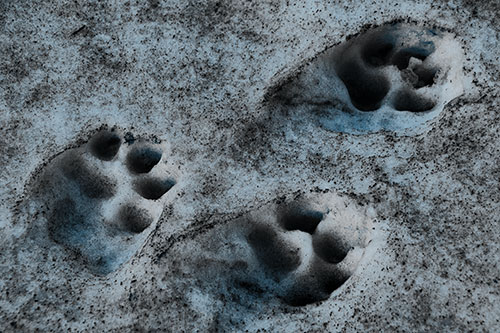 Dirty Dog Footprints In Snow (Blue Tone Photo)