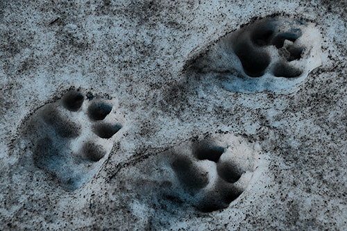 Dirty Dog Footprints In Snow (Blue Tone)
