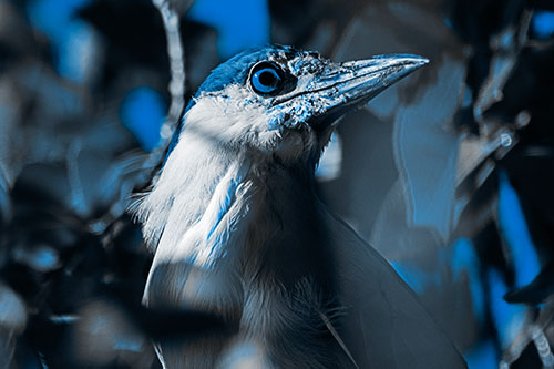 Dirty Faced Black Crowned Night Heron (Blue Tone Photo)