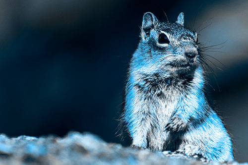Dirty Nosed Squirrel Atop Rock (Blue Tone Photo)