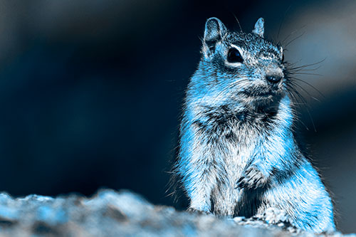Dirty Nosed Squirrel Atop Rock (Blue Tone)