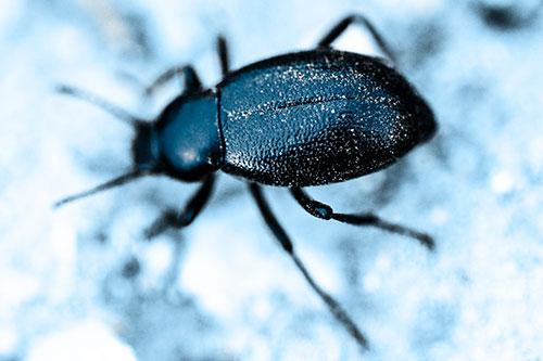 Dirty Shelled Beetle Among Dirt (Blue Tone Photo)