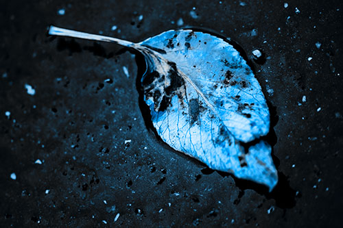 Distressed Rotting Leaf Face Among Wet Pavement (Blue Tone)