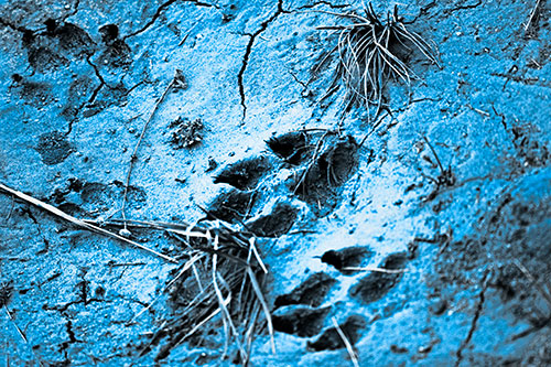 Dog Footprints On Dry Cracked Mud (Blue Tone Photo)