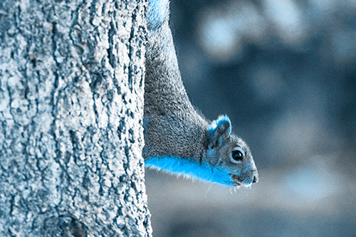 Downward Squirrel Yoga Tree Trunk (Blue Tone Photo)
