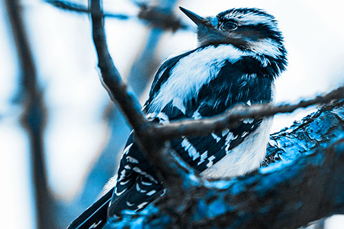 Downy Woodpecker Twists Head Backwards Atop Branch (Blue Tone Photo)