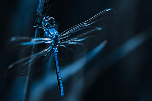 Dragonfly Grabs Ahold Grass Blade (Blue Tone Photo)