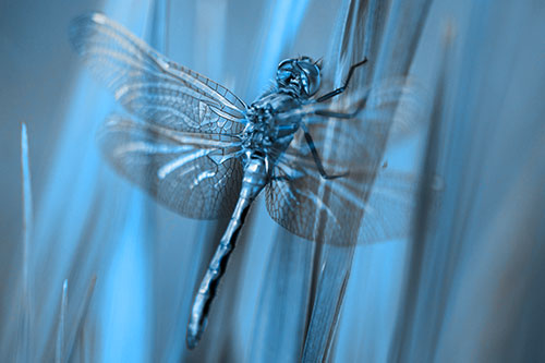 Dragonfly Grabs Grass Blade Batch (Blue Tone Photo)