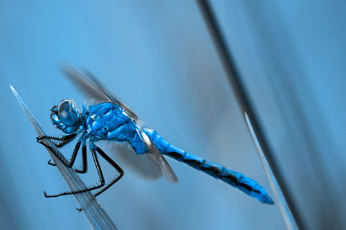Dragonfly Perched Atop Sloping Grass Blade (Blue Tone)
