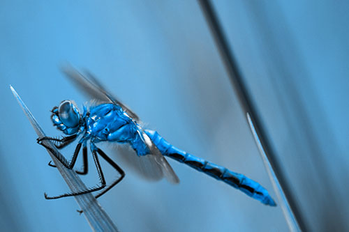 Dragonfly Perched Atop Sloping Grass Blade (Blue Tone Photo)