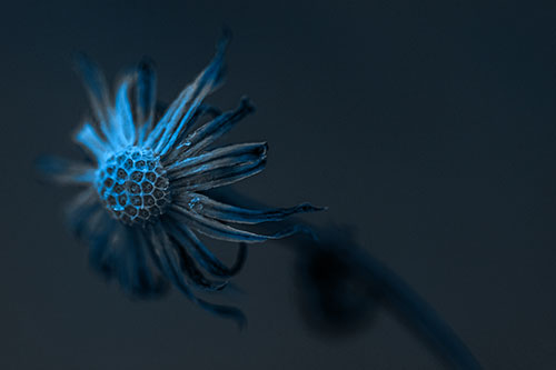 Dried Curling Snowflake Aster Among Darkness (Blue Tone Photo)
