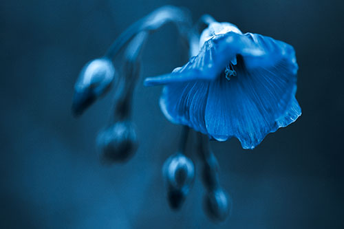Droopy Flax Flower During Rainstorm (Blue Tone Photo)