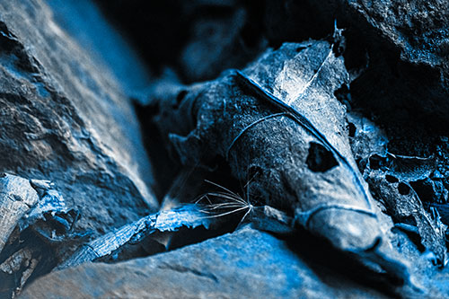 Dry Frowning Leaf Face Resting Between Rocks (Blue Tone)