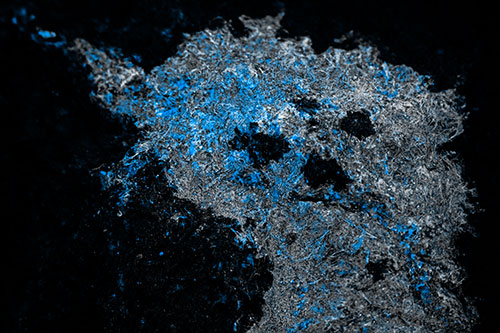 Dry Smirking Moss Face Among Damp Rock Surface (Blue Tone)