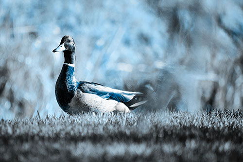Duck On The Grassy Horizon (Blue Tone Photo)