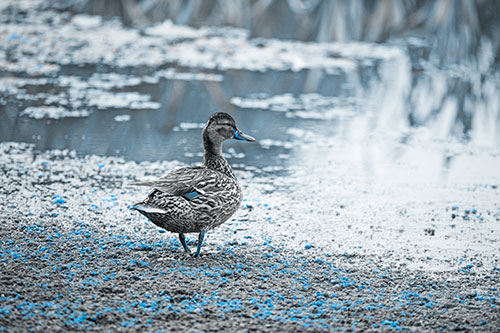 Duck Walking Through Algae For A Lake Swim (Blue Tone Photo)