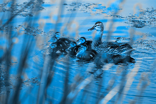 Ducklings Surround Mother Mallard (Blue Tone Photo)