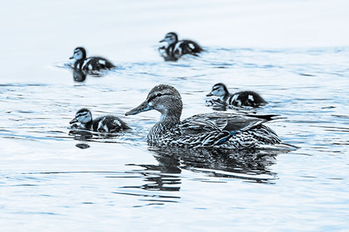 Ducklings Swim Along Mother Mallard Duck (Blue Tone Photo)