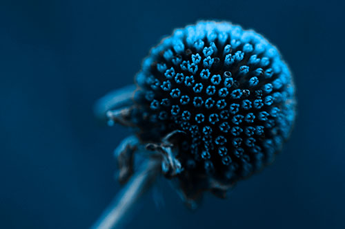 Dying Globosa Billy Button Craspedia Flower (Blue Tone Photo)