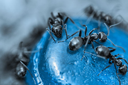 Excited Carpenter Ants Feasting Among Sugary Food Source (Blue Tone Photo)