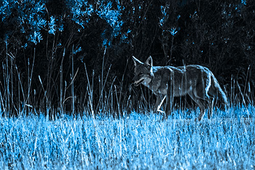 Exhausted Coyote Strolling Along Sidewalk (Blue Tone Photo)
