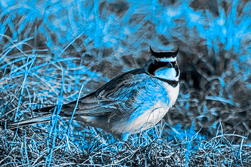 Eye Contact With A Horned Lark (Blue Tone Photo)